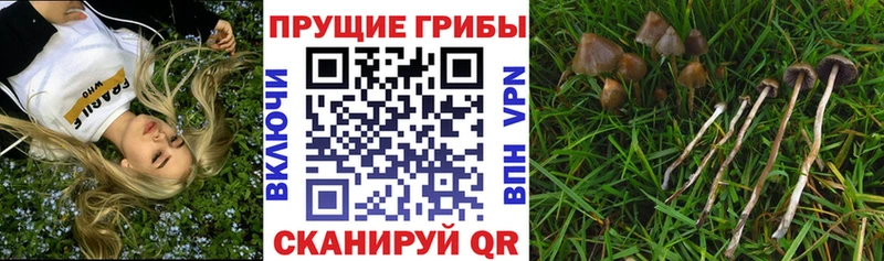 Купить где  Менделеевск  Псилоцибиновые грибы GOLDEN TEACHER 